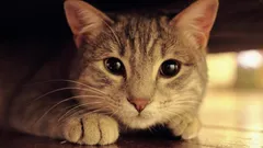 Perché gli occhi dei gatti brillano al buio: gli scienziati hanno fornito una spiegazione