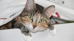 Perché i gatti sono così curiosi: gli zoologi hanno indicato 7 motivi