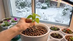 Come ottenere piantine di fiori robuste senza sforzi inutili: un metodo invernale collaudato