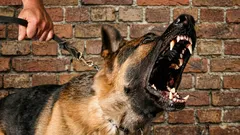 Cani detective: come gli animali domestici riconoscono le persone cattive in pochi secondi