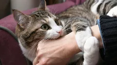 Ti odieranno: le parti del corpo del gatto che non dovresti mai toccare