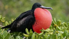 Questo uccello riesce a dormire mentre vola: un biologo spiega come ci riesce